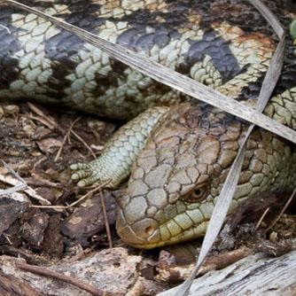Nightblade