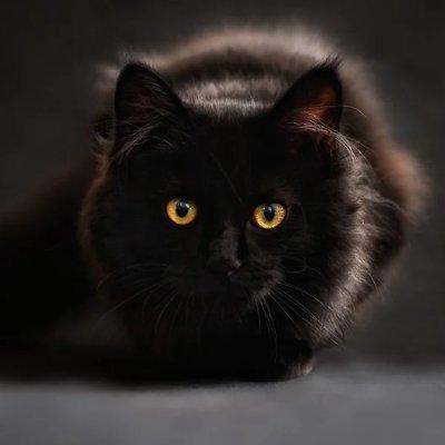 @gatolife-creator